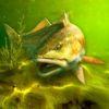 My Fishing World на Андроид
